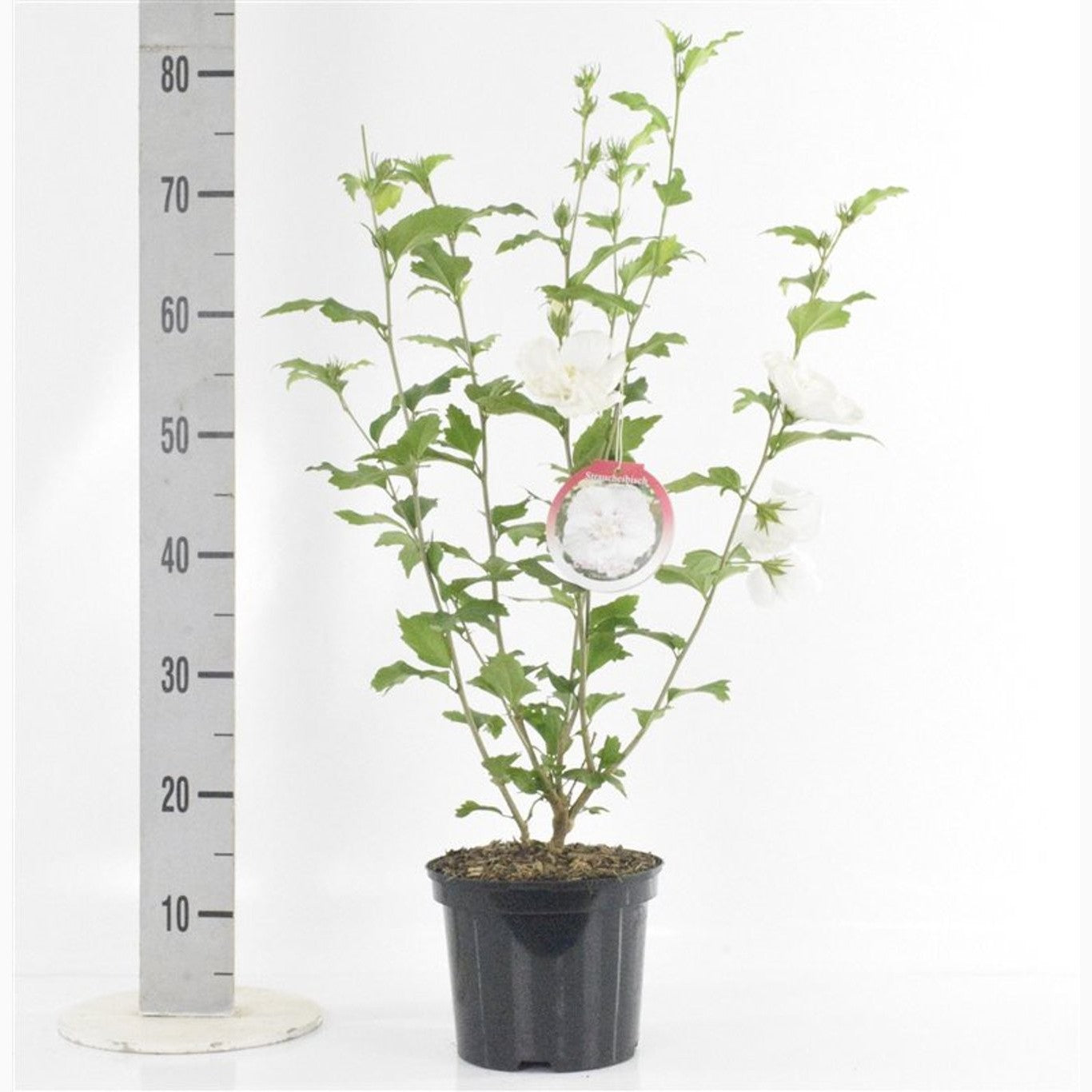 Hibiskus – Hibiscus syriacus 'White Chiffon' - C5 60/+ CM